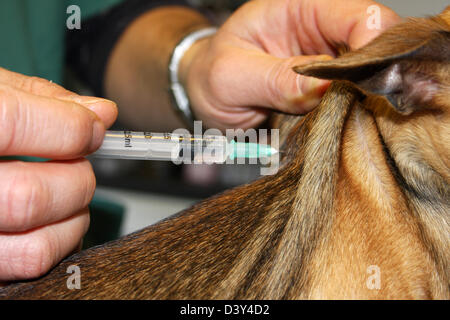 Questioni veterinarie inietta un vaccino ad un chihuahua cane Foto Stock