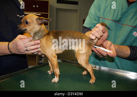 Questioni veterinarie tenendo la temperatura per un chihuahua Foto Stock