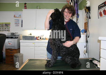 Cane Schnauzer gigante Riesenschnauzer / veterinario esamina con uno stetoscopio Foto Stock