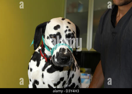 Cane dalmata con la museruola al veterinario Foto Stock