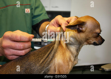 Questioni veterinarie inietta un vaccino ad un chihuahua cane Foto Stock