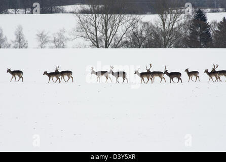 Daini (Dama Dama) alla ricerca di cibo su un campo coveed con snowy Foto Stock