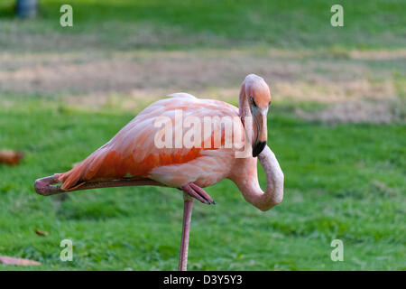 Un vagare Flamingo Foto Stock