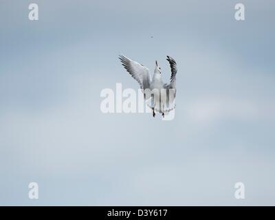 A testa nera Gabbiano volare la cattura Foto Stock