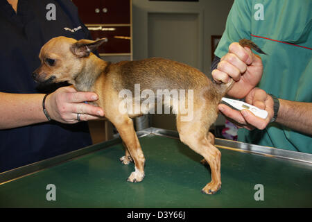 Questioni veterinarie tenendo la temperatura per un chihuahua Foto Stock