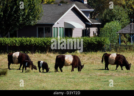 Belted Galloway vacche e il pascolo di vitello in un pascolo, British Columbia, Canada - raro carne bovina scozzese bovini di razza su una piccola azienda agricola Foto Stock