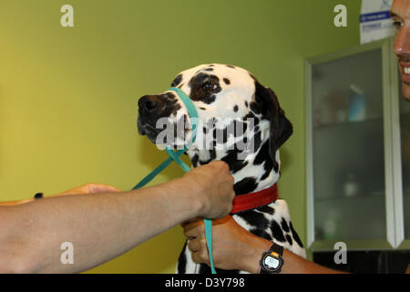 Cane dalmata con la museruola al veterinario Foto Stock