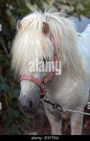 Santa Margherita di Pula, Italia, in pony Shetland ritratto Foto Stock