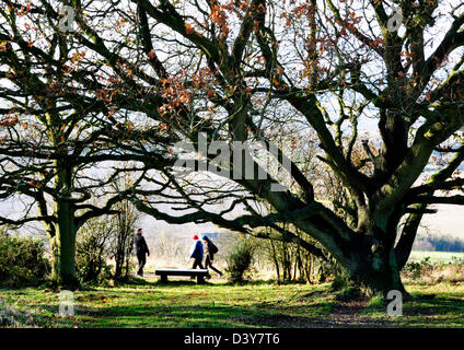 Bucks Chiltern Hills - walkers su coombe hil - intravisto sotto stark treee invernali - vestiti di un tocco di colore Foto Stock
