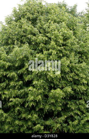 Comune di Tiglio, Tilia vulgaris, delle Tiliaceae. In Fiore. Foto Stock