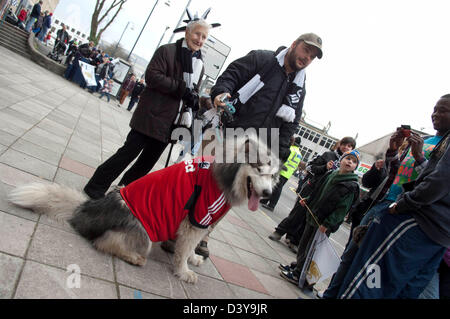 Swansea, Wales, Regno Unito. Il 26 febbraio 2013. Zowie il cane indossa Football Shirt come Swansea City squadra di calcio e di tifosi celebrare durante un autobus con tetto scoperto sfilata attraverso il centro di Swansea dopo aver battuto Bradford City 5-0 in della Domenica della capitale una finale di coppa a Wembley per vincere la capitale Cup Trofeo. Credito: Phil Rees / Alamy Live News Foto Stock
