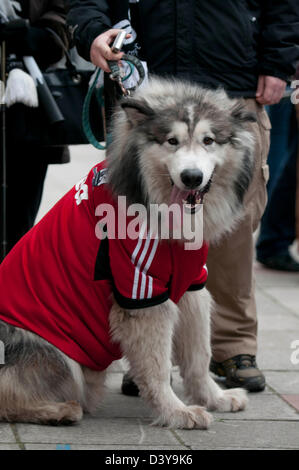 Swansea, Wales, Regno Unito. Il 26 febbraio 2013. Zowie il cane indossa Football Shirt come Swansea City squadra di calcio e di tifosi celebrare durante un autobus con tetto scoperto sfilata attraverso il centro di Swansea dopo aver battuto Bradford City 5-0 in della Domenica della capitale una finale di coppa a Wembley per vincere la capitale Cup Trofeo. Credito: Phil Rees / Alamy Live News Foto Stock