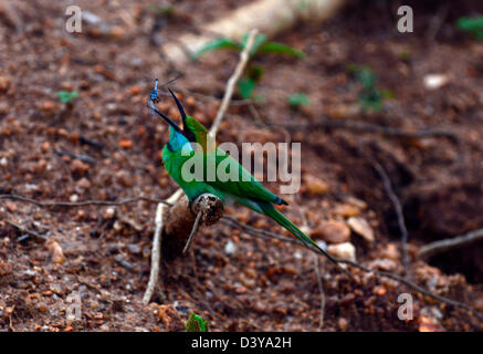 Un po' di verde bee eater mangiare una libellula blu. Foto Stock