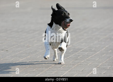 Lueneburg, Germania, Jack Russell Terrier cane recupera una sfera Foto Stock