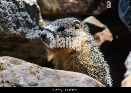 In prossimità di un grazioso pelliccia giovani marmotte, il Parco nazionale di Yosemite Foto Stock