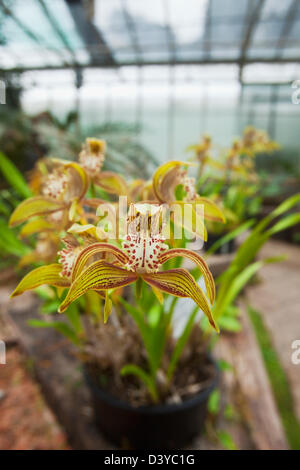 Orchid in serra presso l'Australian National Botanic Gardens. Canberra, Australian Capital Territory (ACT), Australia Foto Stock