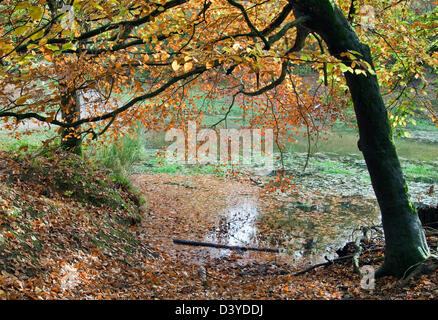 Incredibili sfumature autunnali tinte e colori da Beechy albero a Cannock Chase Area di eccezionale bellezza naturale in autunno Staffordsh Foto Stock