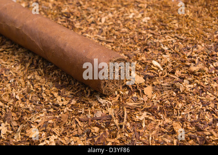 Un sigaro cubano ,handmade appena arrotolato sigari,disposit del tabacco Foto Stock