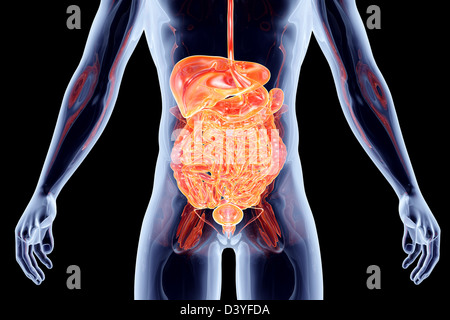 Gli intestini. Rendering 3D illustrazione anatomica. Foto Stock