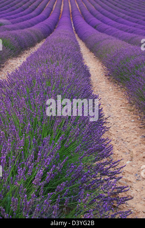 Lavendelfeld - Campo di lavanda 109 Foto Stock