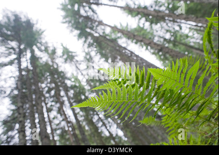 Altenmarkt-Zauchensee, Salzburger Land, Austria Foto Stock