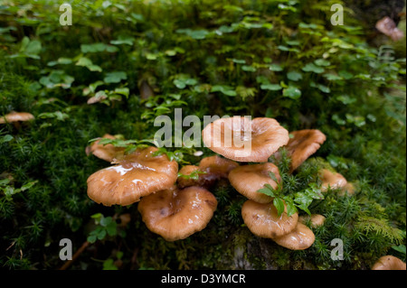 Funghi, Altenmarkt-Zauchensee, Salzburger Land, Austria Foto Stock