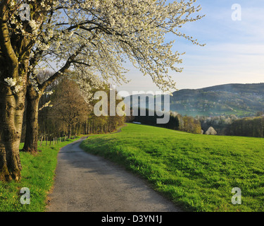 Percorso e ciliegi, Lindenfels, Hesse, Germania Foto Stock