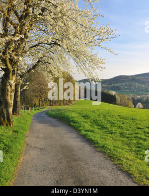 Percorso e ciliegi, Lindenfels, Hesse, Germania Foto Stock