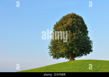 Lime Tree sulla collina in estate, Svizzera Foto Stock