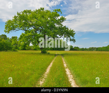 Tracce di pneumatici nel prato con albero di quercia, Taubergiessen Riserva Naturale, Kappel, ruggine, Baden-Württemberg, Germania Foto Stock