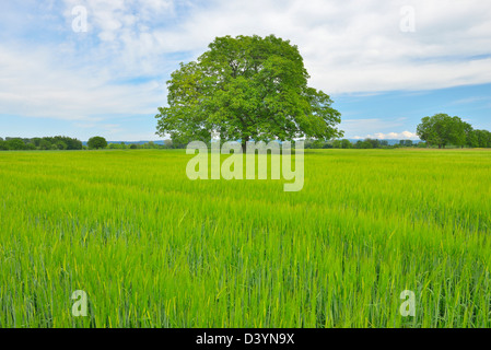 Albero di noce nel campo di grano, Taubergiessen Riserva Naturale, Kappel, ruggine, Baden-Württemberg, Germania Foto Stock