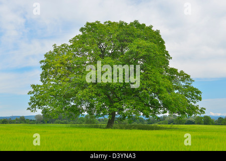 Albero di noce nel campo di grano, Taubergiessen Riserva Naturale, Kappel, ruggine, Baden-Württemberg, Germania Foto Stock