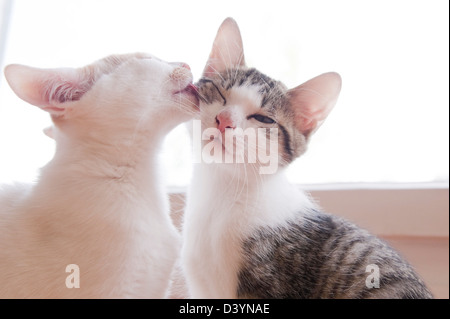 Kitten leccare un altro gattino Foto Stock