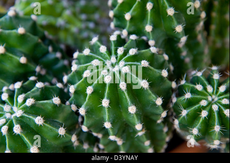 Close-up di Cactus Foto Stock