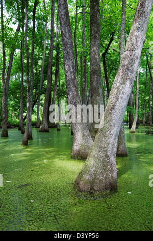 Cypress Swamp, Natchez Trace Parkway, Mississippi, STATI UNITI D'AMERICA Foto Stock