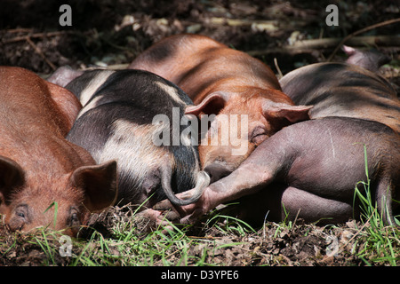 Gruppo di suini dormire insieme sotto l'ombra di alcuni alberi Foto Stock