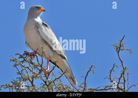Il salmodiare pallido astore (Melierax canorus), uccello adulto seduto sulla cima di un albero, Kgalagadi Parco transfrontaliero, Northern Cape, Sud Africa e Africa Foto Stock