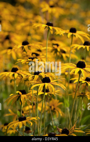 Close-up immagine ritratto di una grande collezione di fiori gialli che crescono in un giardino. Foto Stock