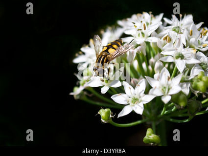 Hover volare su bianco allium Foto Stock