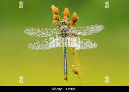 Western Clubtail, Burgsinn, Franconia, Baviera, Germania Foto Stock