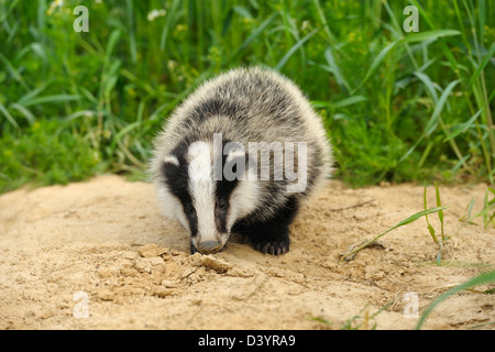 Ritratto di unione Badger, Hesse, Germania Foto Stock