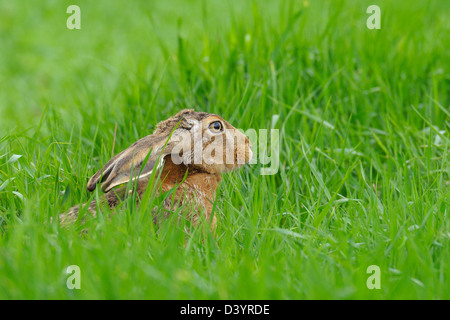 Unione Brown lepre in campo, Hesse, Germania Foto Stock