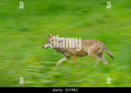 Esecuzione di legname Wolf, Baviera, Germania Foto Stock