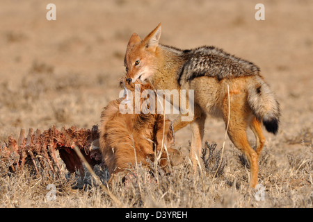 Nero-backed jackal (Canis mesomelas), alimentazione su una carcassa, Kgalagadi Parco transfrontaliero, Northern Cape, Sud Africa e Africa Foto Stock
