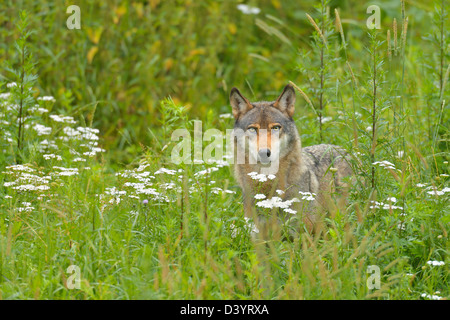 Lupo di Legname, Germania Foto Stock
