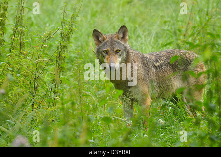 Lupo di Legname, Germania Foto Stock
