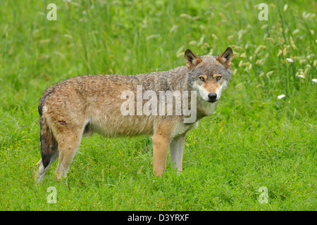 Lupo di Legname, Germania Foto Stock