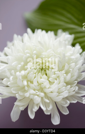 Crisantemo bianco Foto Stock