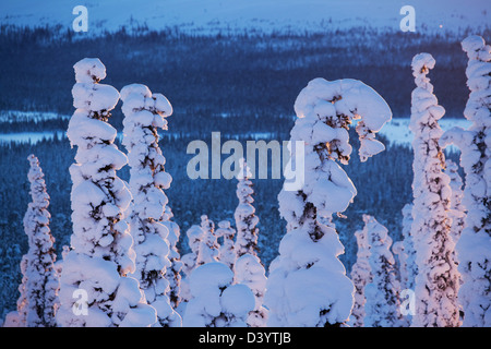 Paesaggio in Lapponia, Yllas, Finlandia. Foto Stock