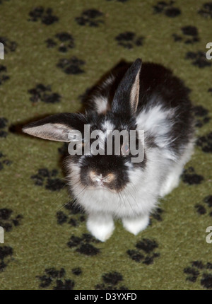 Lop Dwarf Rabbit bambino maschio Foto Stock